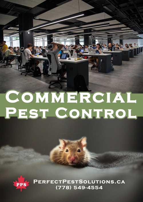 commercial pest control solutions
