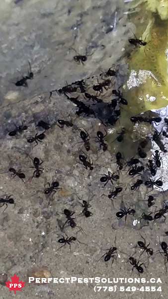 ants infestation