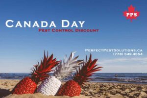 canada day pest control deal