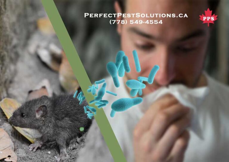 rats mice diseases symptoms