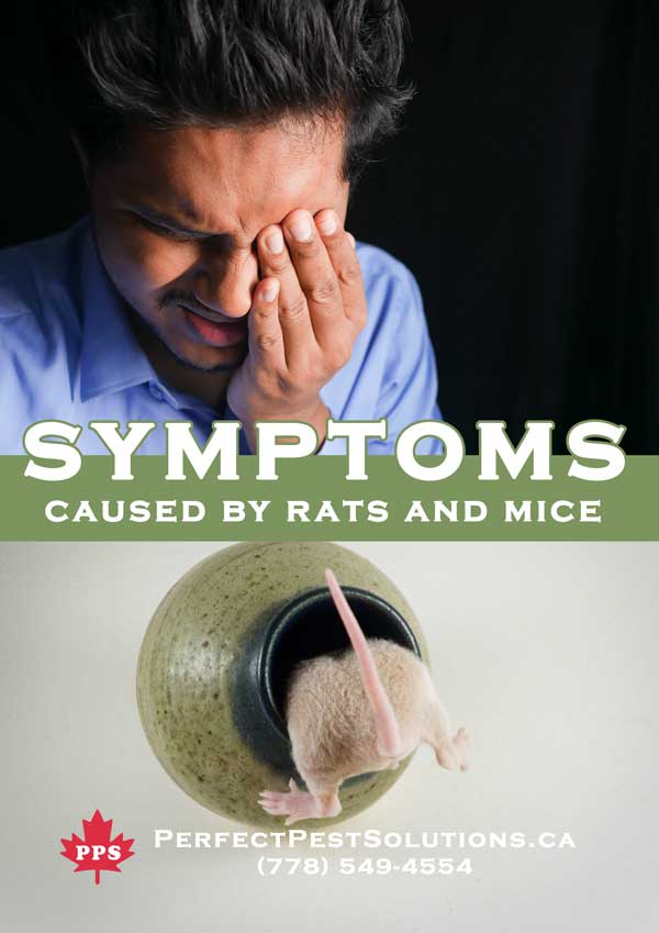 rodents symptoms pest control
