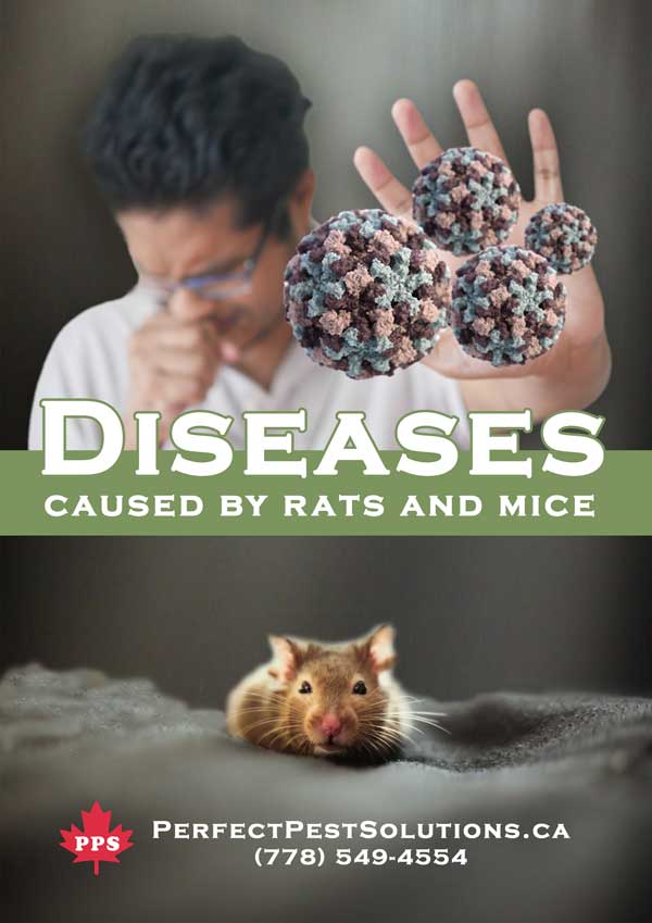 diseases rats mice pest solutions