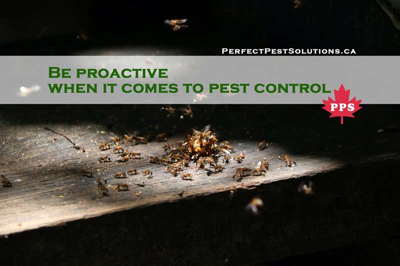 pest control solutions