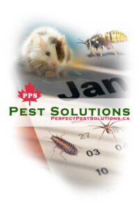 pest solutions