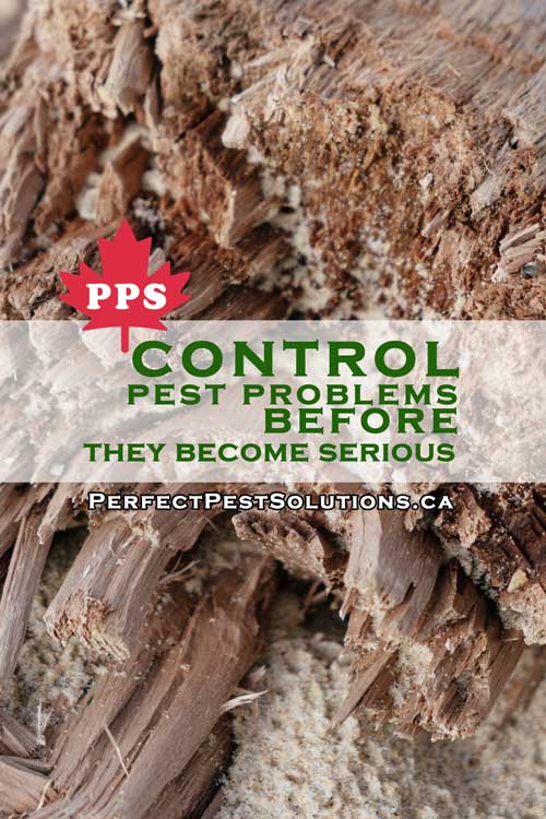 pest control solution free inspection