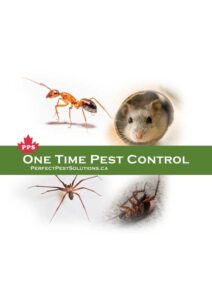 one time pest control services in Vancouver