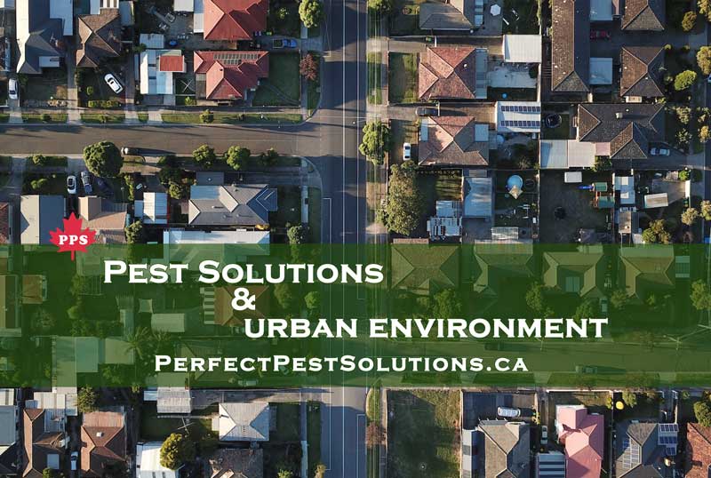 pest control urban environment