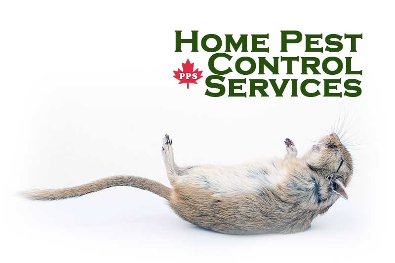 home pest solutions near me