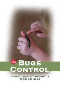 bugs control