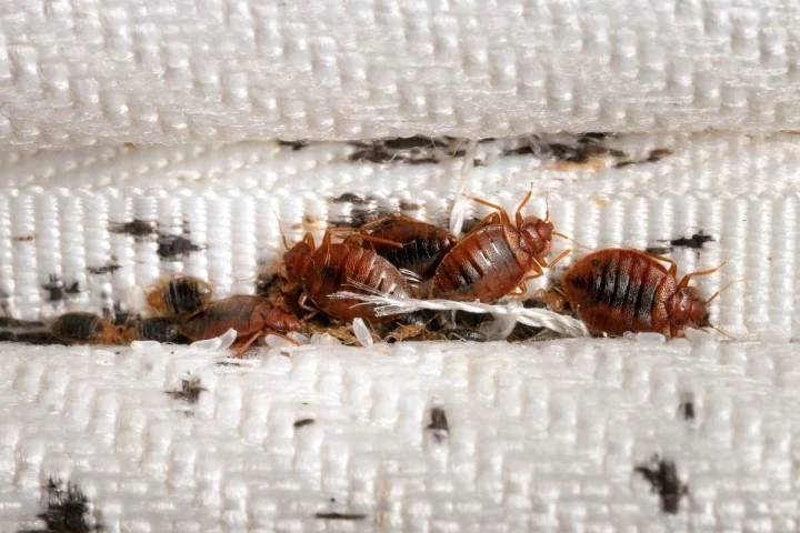 Bed bugs infestation can cause physical damages to your property and psychological damages to your body.