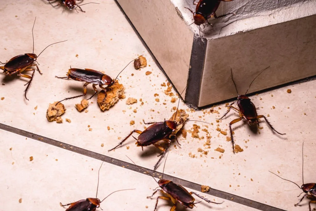 Roaches can cause food contamination and also allergies. They must be controlled as soon as possible.