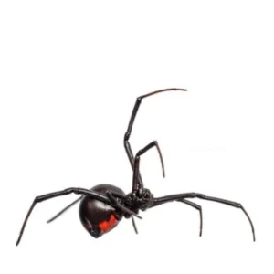 Western black widow spider is a small spider with a black body and a red hourglass marking on its abdomen.