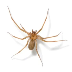 Brown recluse spider is a small spider with a violin-shaped marking on its back.