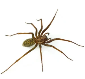 Hobo spider is a large spider with a dark brown or black body and a light-colored stripe on its abdomen.