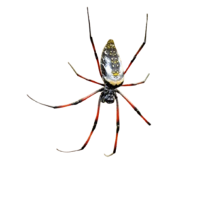 Orb-weaver spider has a round web that it spins in trees, bushes, and other structures.
