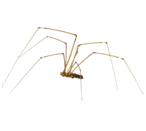 Cellar spider is found in dark, moist places such as basements and crawlspaces.