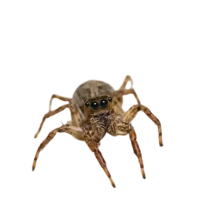 Jumping spider is known for its ability to jump long distances.