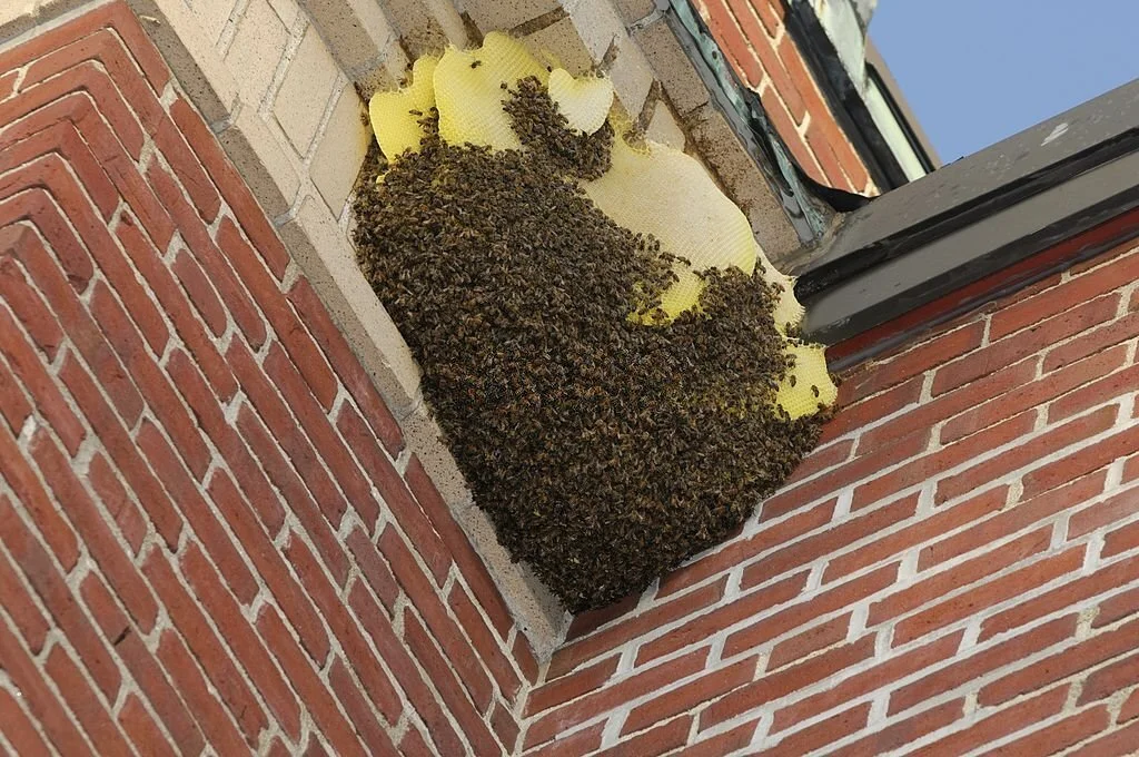 Wasps are small insects similar to bees that can cause severe damages when building nests.