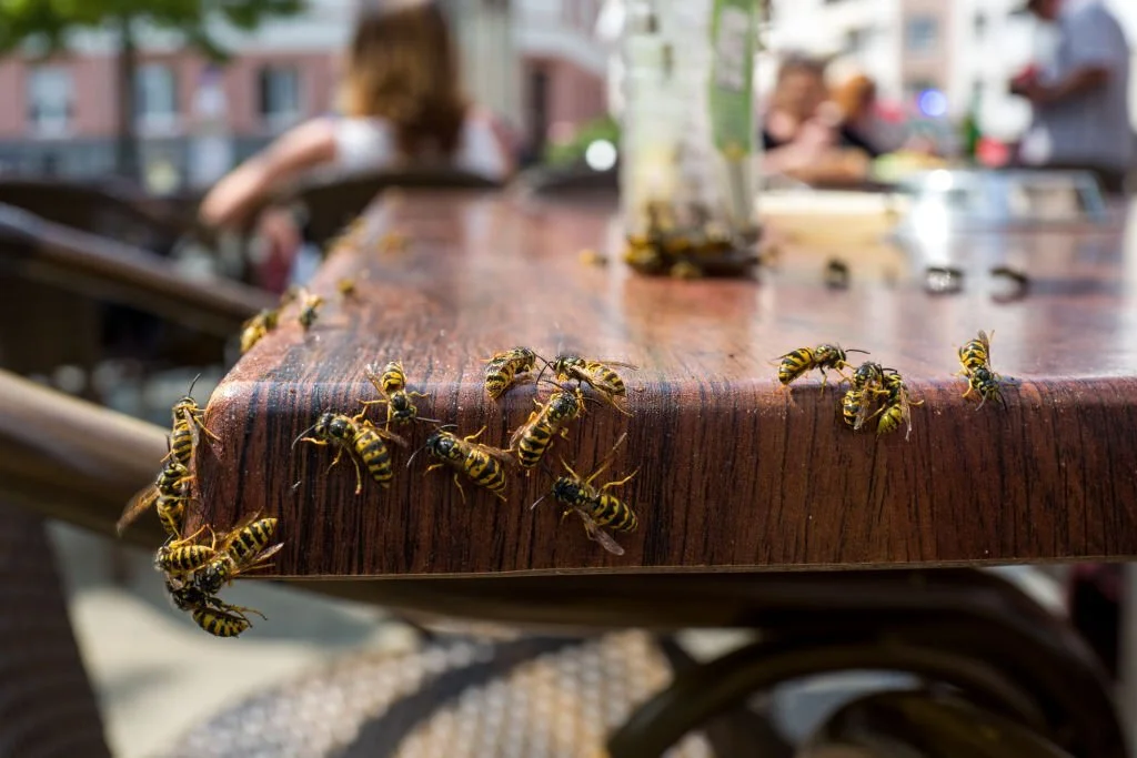 Wasps are attracted to food specially in summers, so they can be a nuisance and danger.