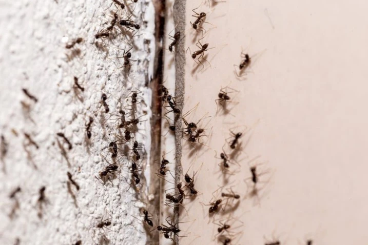 Ants can cause significant damages to properties specially when you're dealing with an infestation.