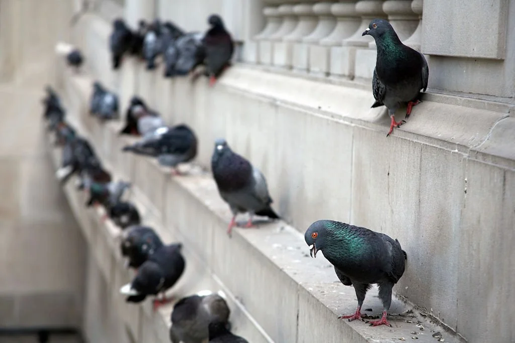 Birds like pigeons when in a group, can become a nuisance for people.