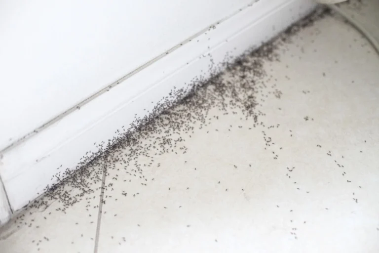 You shoulde look for different signs like a colony of pests to make sure whether you have a pest infestation issue.