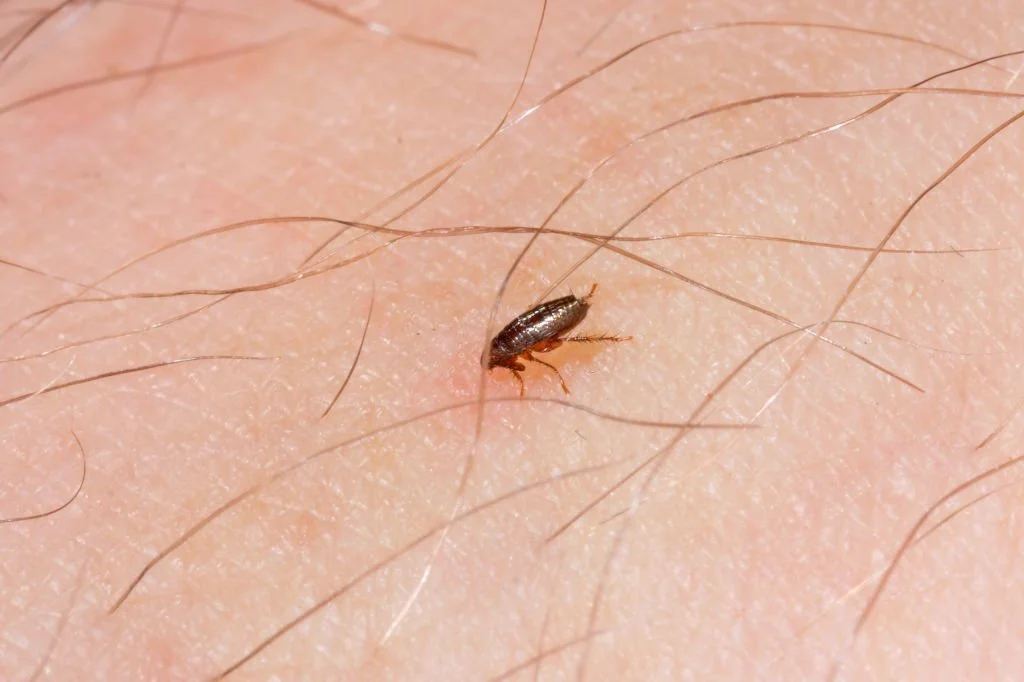 Fleas can be a serious problem for humans from itchy bites to disease transfer.