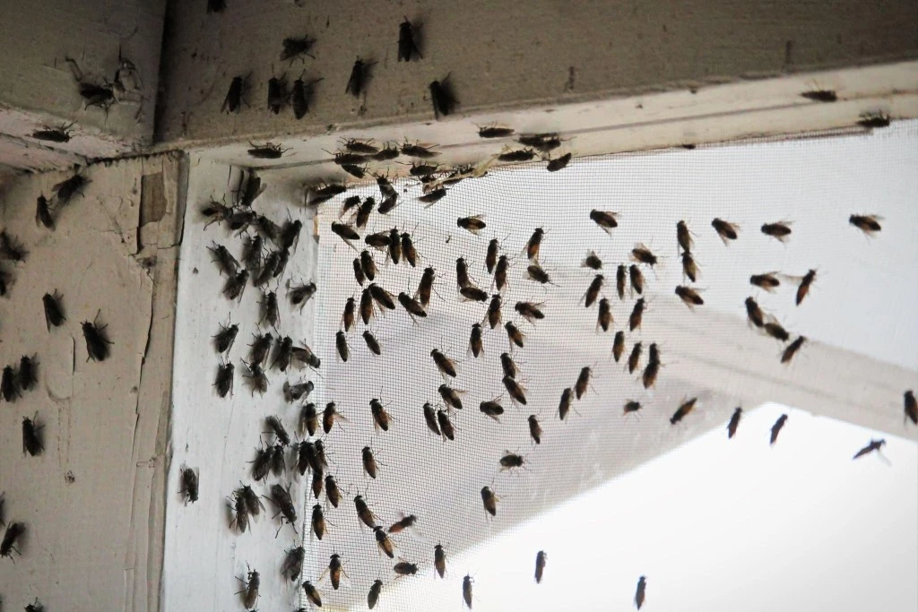 Flies can land on different surfaces and cause structural damages.
