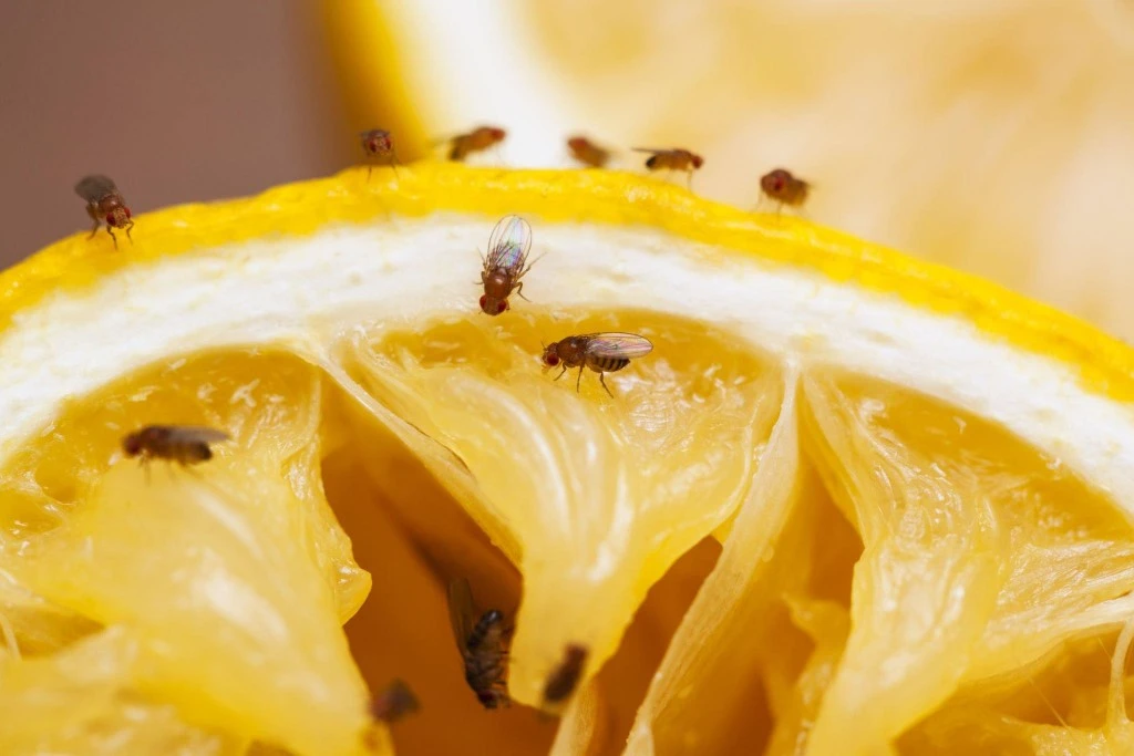 Food contamination is one of the most importance damages flies can cause.
