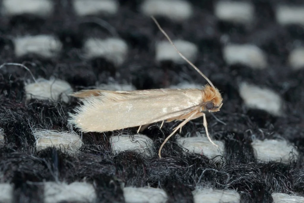 Pantry moths are attracted to clothes made by natural fabrics and can cause holes within them.