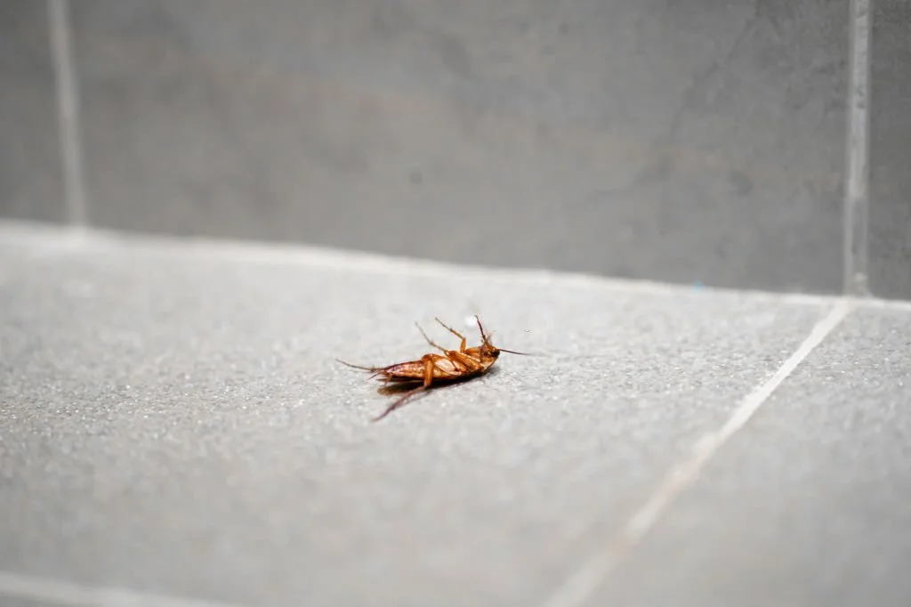 Seeing dead pests could be a significant sign of pest infestation you should consider.