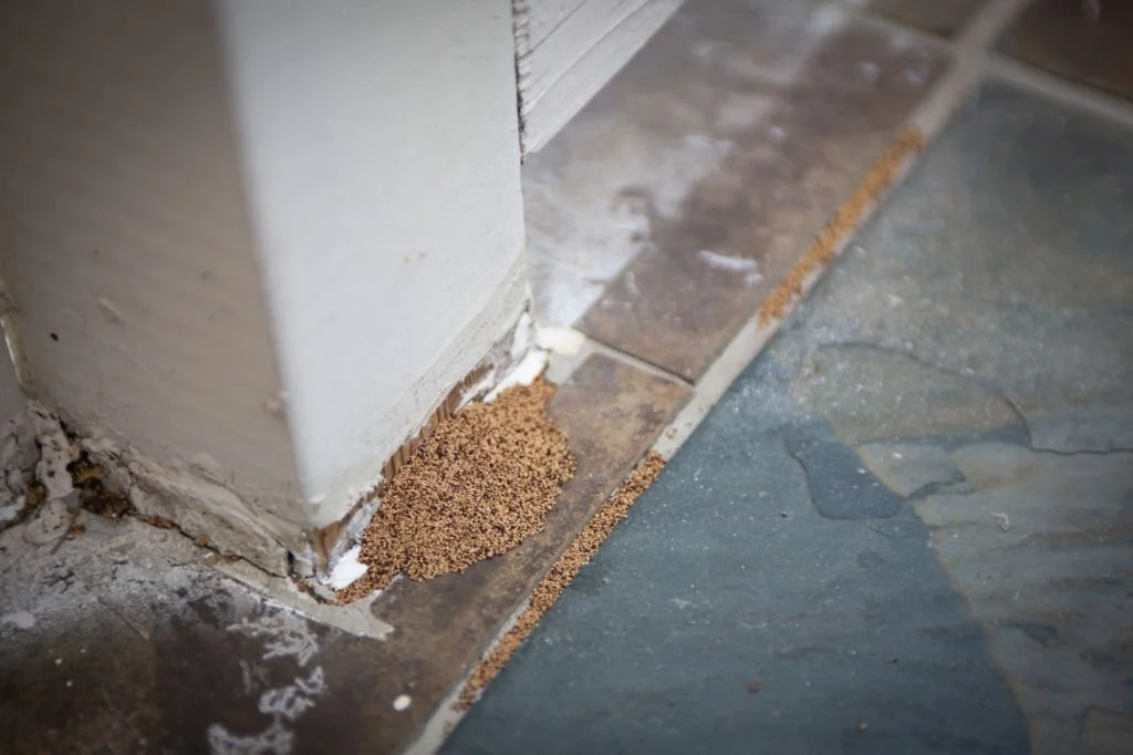 A leftover of pest droppings could be a sign of pest infestation.