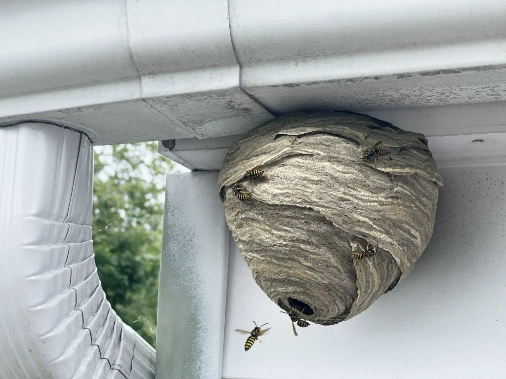 Any types of nests could be a sign of pests or insects infestation in a property.