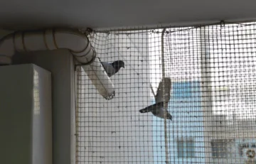 Bird netting is a method of bird control where nets are used to prevent birds from reaching certain areas.