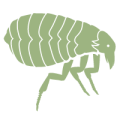 flea-icon-2